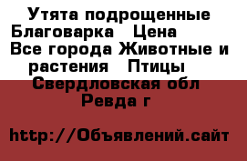 Утята подрощенные Благоварка › Цена ­ 100 - Все города Животные и растения » Птицы   . Свердловская обл.,Ревда г.